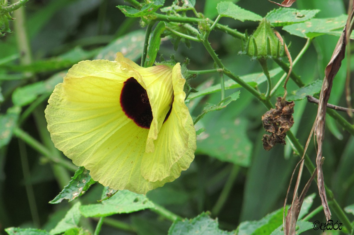 Hibiscus hispidissimus Griff.